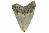 Serrated, Juvenile Megalodon Tooth - North Carolina #340965-1